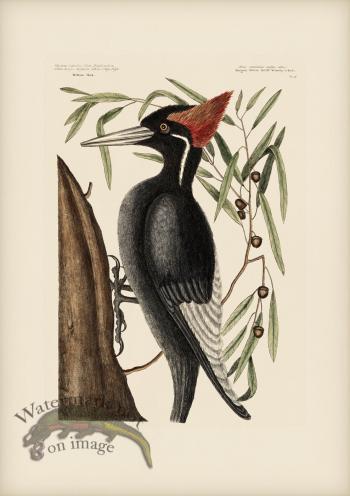 016 Largest  White Billed Woodpecker